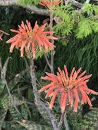 Coral Flowers Nature Flora