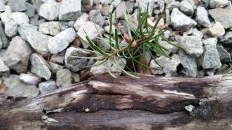 Nature Stone