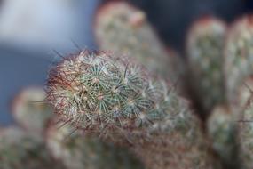 Succulent Plant Cactus Fat Plants
