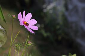 Nature Flower Plant No