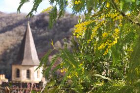 Conques Mimosas Flower