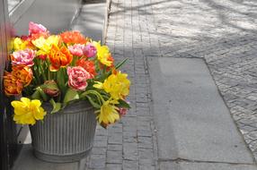 Tulip Flower Plant