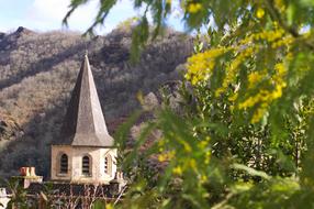 Conques Mimosas Flower