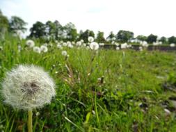 Dandelion Meadow Nature Wild