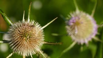 Nature Forest Meadow