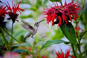 Nature Flower Flora