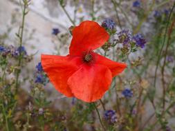 Poppy Oblong Wild Flower