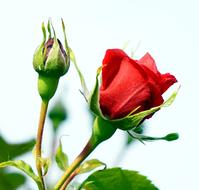 Rose Blossom Bloom