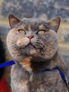 beautiful cat at the show
