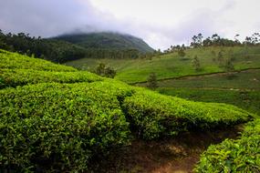 Munnar India Kerala Tea