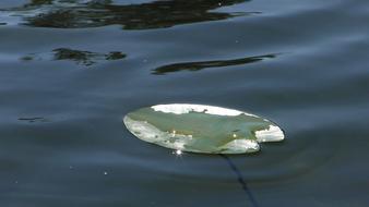 Lily Pad Water Plant Aquatic
