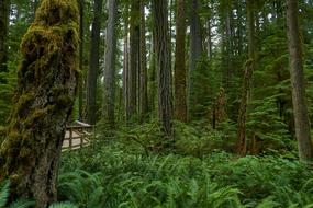 Forest Rainforest Nature