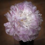 Flower Hydrangea Clear