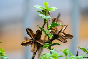 Crape Myrtle Seed Big Flower macro