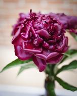 Flower Purple The Petals