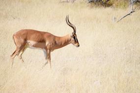 Impala Antelope Africa