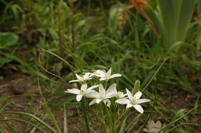 Nature Plant Flower