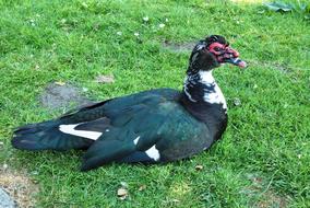 Black Duck Muscovy