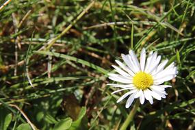 Daisy Grass White