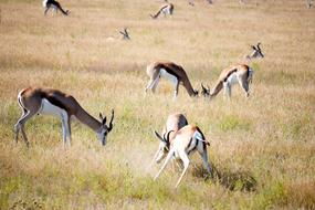 Fighting Springbok Grass