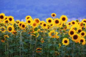 Sunflower Field Flowers