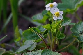 Nature Plant Strawberry