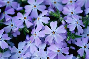 Flower Plant Garden