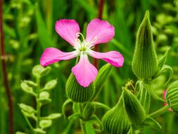 Flower Spring Nature