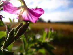 Flower Summer Spring