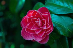Rose Plant Foliage