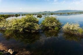 Lake Flowers