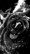 Desktop Background Darkness Rose
