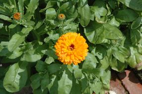 Flower Garden Yellow
