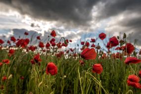 Poppy Field Flower