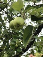 Apple Fruits Fresh