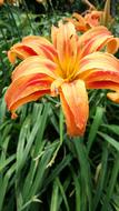 Flower Beautiful Colourful