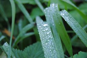 Grass Rosa Green