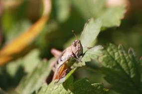 Desert Locust Grasshopper Nature