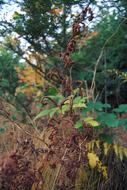 Forest Autumn Gold