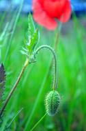 Red Poppies Nature Flower