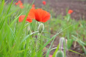 Poppies Flowers Field