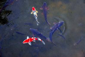 Fish Nature Pond