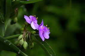Nature Flowers Plants Often