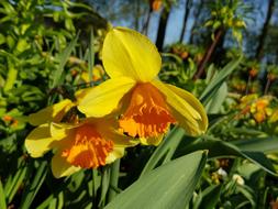 Flower Nature Plant