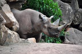Nature Animal World