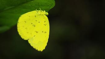 Butterfly Yellow Leaf