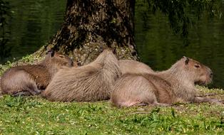 Capybara Mammals