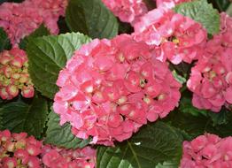 Flowers Hydrangea Roses Pink