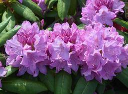 The Flowers Of Rhododendron Color