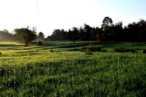 Landscape Field Panoramic